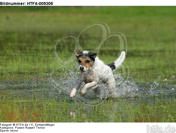 rennender Parson Russell Terrier / running PRT / HTFA-009305