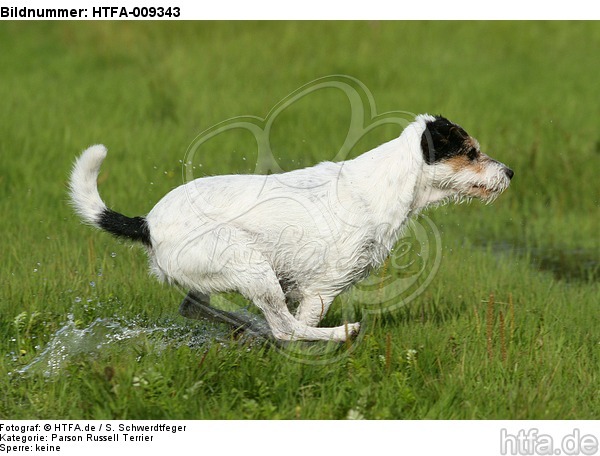 rennender Parson Russell Terrier / running PRT / HTFA-009343