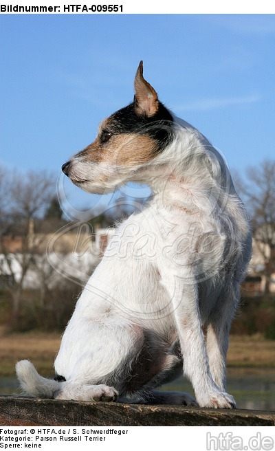 sitzender Parson Russell Terrier / sitting PRT / HTFA-009551