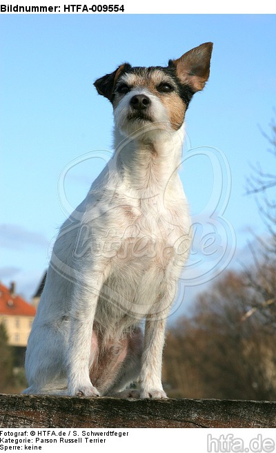sitzender Parson Russell Terrier / sitting PRT / HTFA-009554