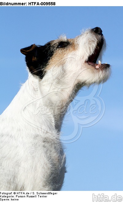 bellender Parson Russell Terrier / barking PRT / HTFA-009558