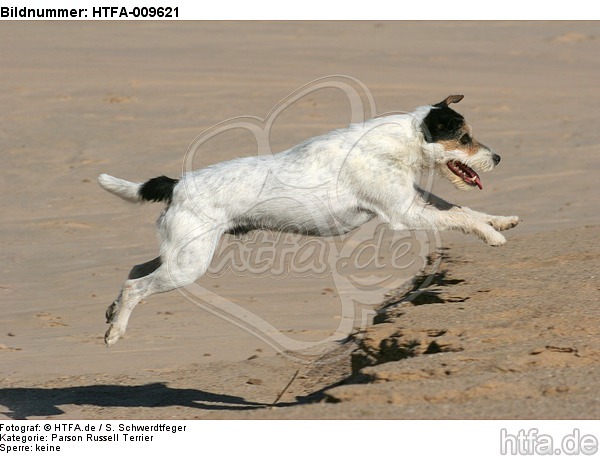 springender Parson Russell Terrier / jumping PRT / HTFA-009621