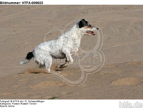 rennender Parson Russell Terrier / running PRT / HTFA-009623