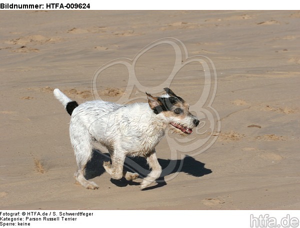 rennender Parson Russell Terrier / running PRT / HTFA-009624