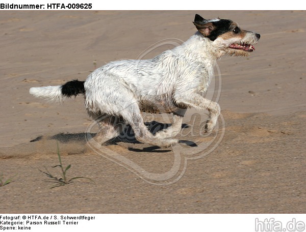 rennender Parson Russell Terrier / running PRT / HTFA-009625