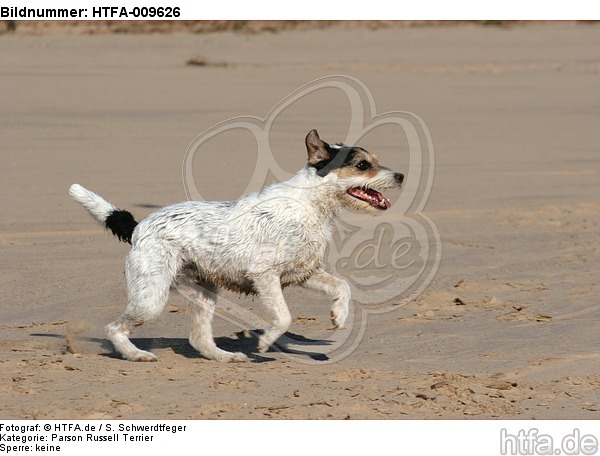 rennender Parson Russell Terrier / running PRT / HTFA-009626