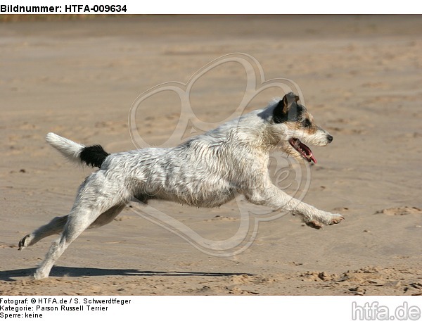 rennender Parson Russell Terrier / running PRT / HTFA-009634