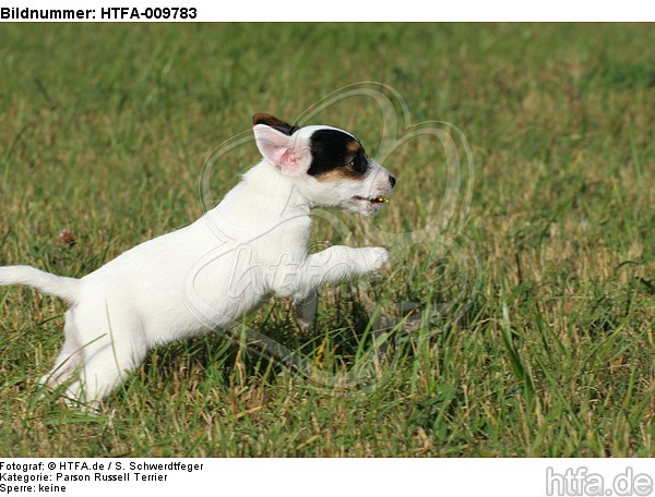 rennender Parson Russell Terrier Welpe / running PRT puppy / HTFA-009783