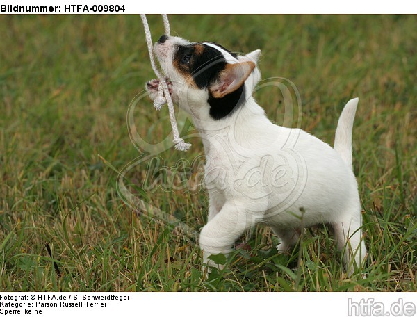 spielender Parson Russell Terrier Welpe / playing PRT puppy / HTFA-009804