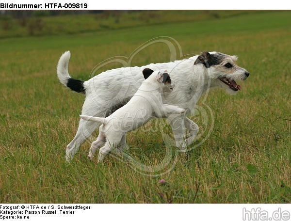 laufende Parson Russell Terrier / walking PRT / HTFA-009819