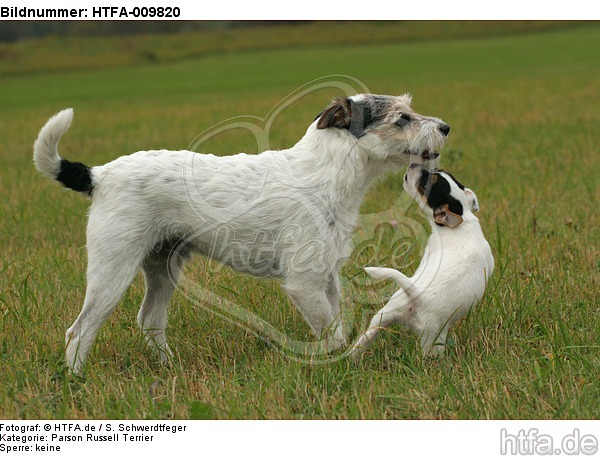 2 Parson Russell Terrier / HTFA-009820