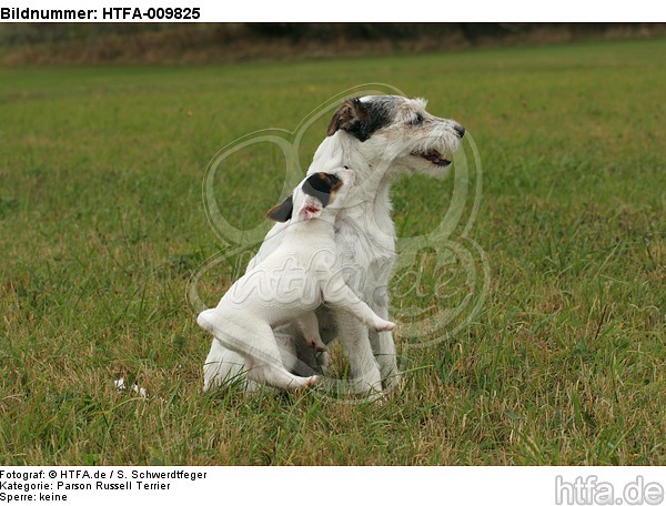 spielende Parson Russell Terrier / playing PRT / HTFA-009825