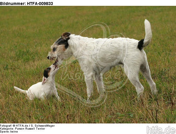 2 Parson Russell Terrier / HTFA-009833
