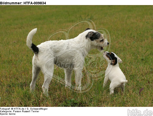 2 Parson Russell Terrier / HTFA-009834