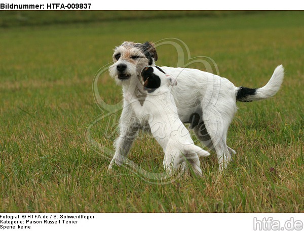 2Parson Russell Terrier / HTFA-009837