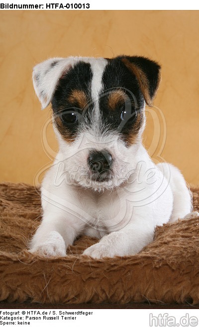 liegender Parson Russell Terrier Welpe / lying PRT puppy / HTFA-010013