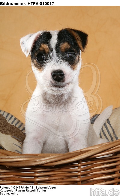 sitzender Parson Russell Terrier Welpe / sitting PRT puppy / HTFA-010017