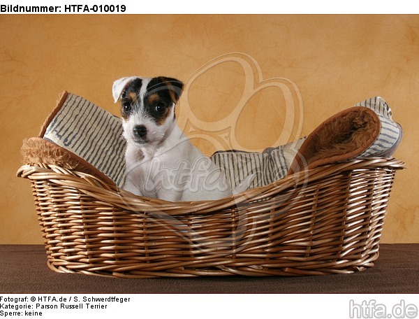 sitzender Parson Russell Terrier Welpe / sitting PRT puppy / HTFA-010019
