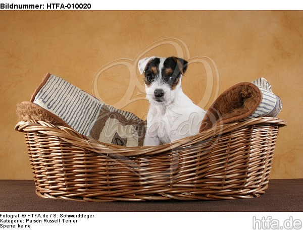 sitzender Parson Russell Terrier Welpe / sitting PRT puppy / HTFA-010020