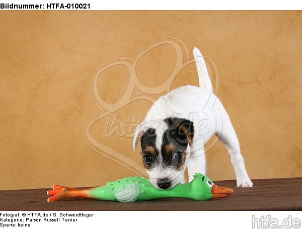 Parson Russell Terrier Welpe / PRT puppy / HTFA-010021
