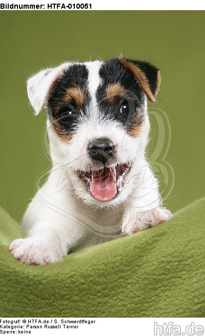 liegender Parson Russell Terrier Welpe / lying PRT puppy / HTFA-010051