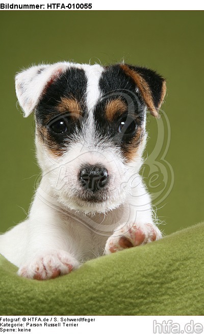 liegender Parson Russell Terrier Welpe / lying PRT puppy / HTFA-010055