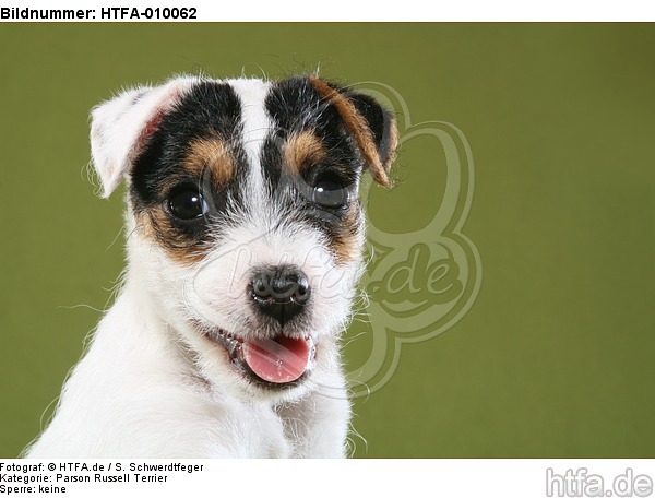 Parson Russell Terrier Welpe Portrait / PRT puppy portrait / HTFA-010062