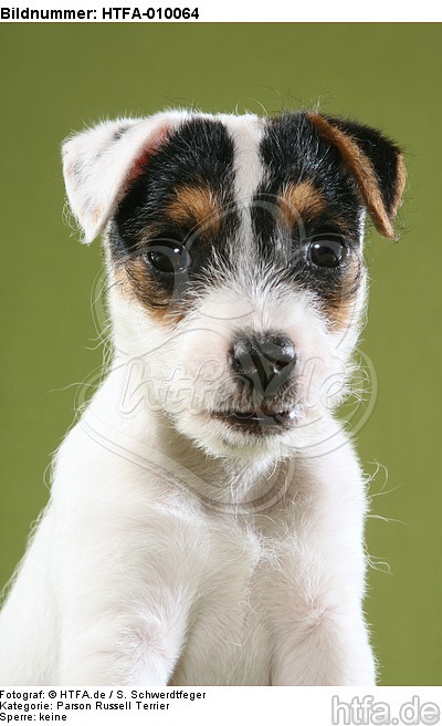 Parson Russell Terrier Welpe Portrait / PRT puppy portrait / HTFA-010064