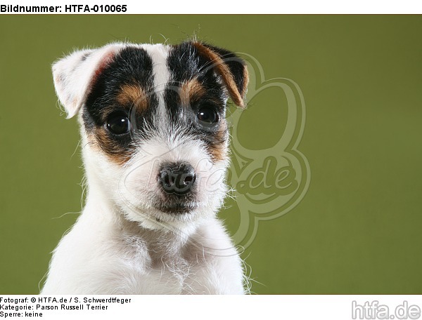 Parson Russell Terrier Welpe Portrait / PRT puppy portrait / HTFA-010065