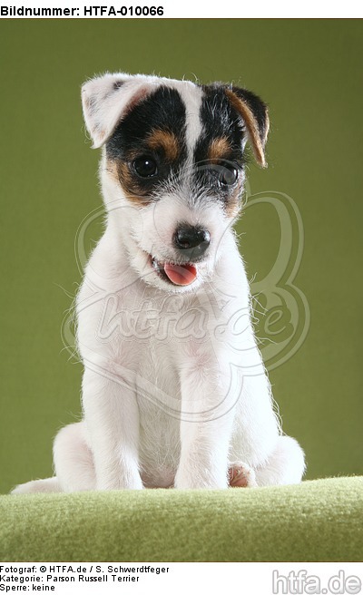 sitzender Parson Russell Terrier Welpe / sitting PRT puppy / HTFA-010066