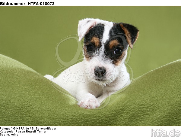 liegender Parson Russell Terrier Welpe / lying PRT puppy / HTFA-010073