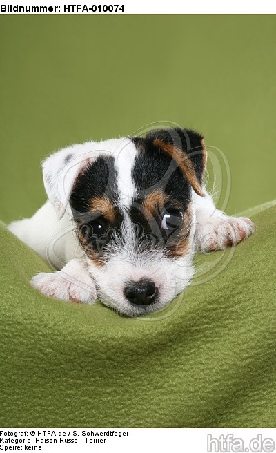 liegender Parson Russell Terrier Welpe / lying PRT puppy / HTFA-010074