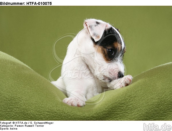 liegender Parson Russell Terrier Welpe / lying PRT puppy / HTFA-010075