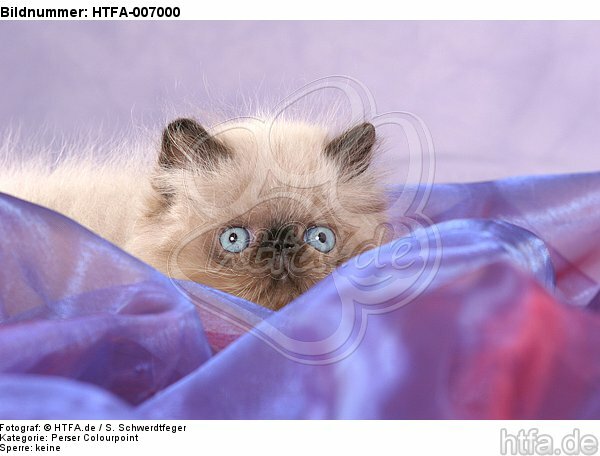 Perser Colourpoint Kätzchen / persian colourpoint kitten / HTFA-007000