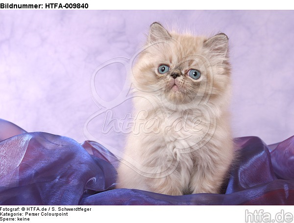 sitzendes Perser Colourpoint Kätzchen / sitting persian colourpoint kitten / HTFA-009840