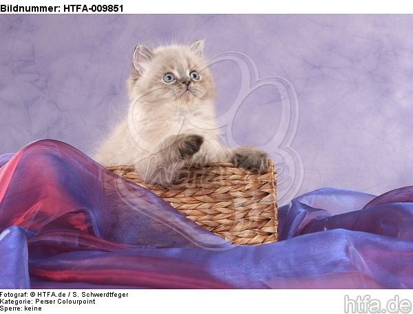 Perser Colourpoint Kätzchen / persian colourpoint kitten / HTFA-009851