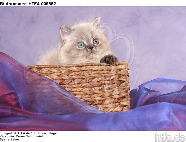 Perser Colourpoint Kätzchen / persian colourpoint kitten / HTFA-009852
