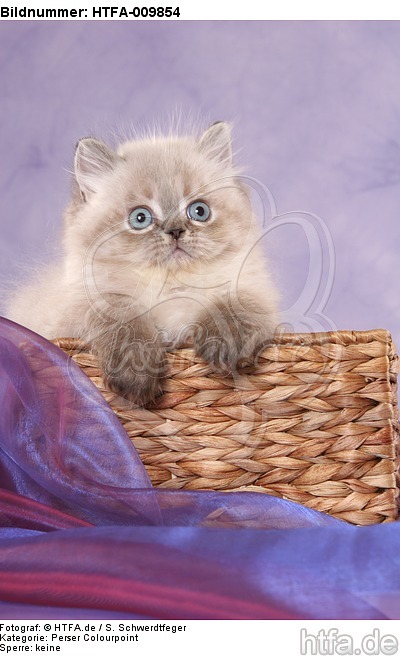 Perser Colourpoint Kätzchen / persian colourpoint kitten / HTFA-009854