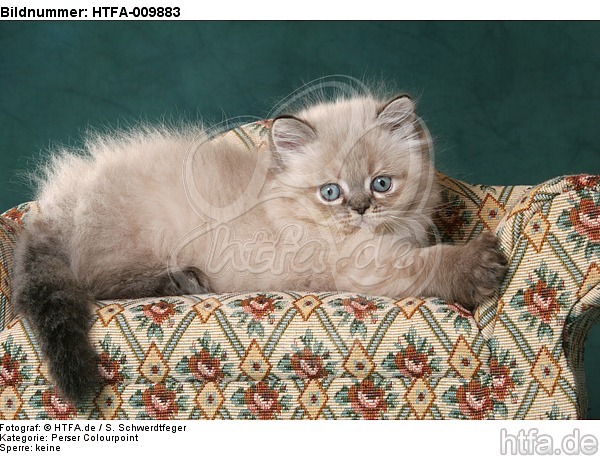 liegendes Perser Colourpoint Kätzchen / lying persian colourpoint kitten / HTFA-009883