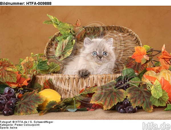 Perser Colourpoint Kätzchen / persian colourpoint kitten / HTFA-009888