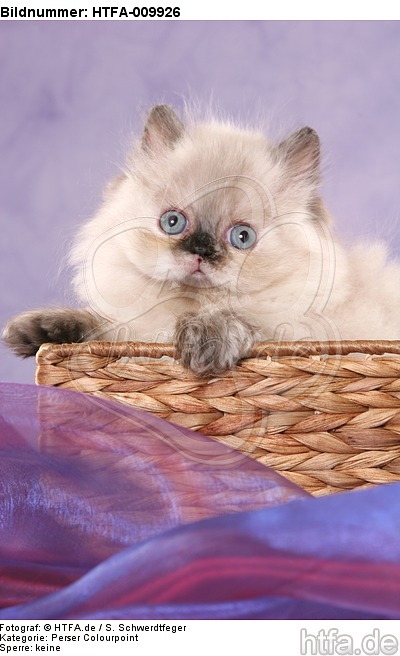 Perser Colourpoint Kätzchen / persian colourpoint kitten / HTFA-009926