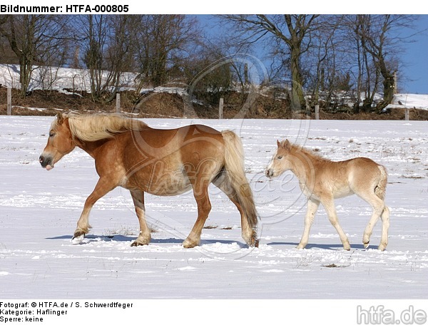 Haflinger / haflinger horses / HTFA-000805