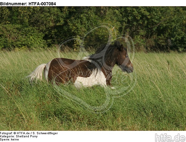 Shetland Pony / HTFA-007084