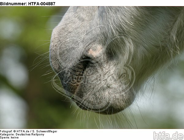 Deutsches Reitpony Maul / pony mouth / HTFA-004887