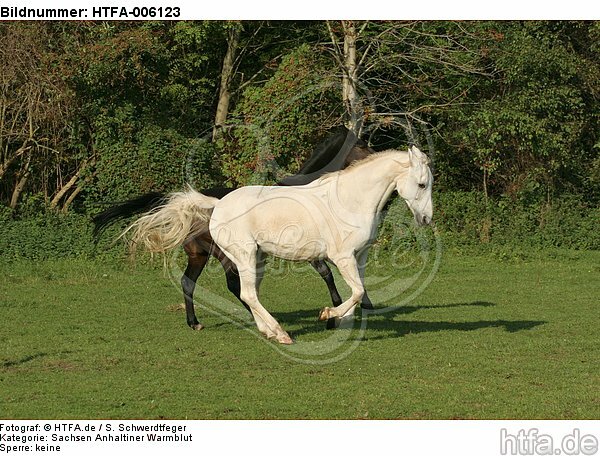 Sachsen Anhaltiner Warmblut / horses / HTFA-006123