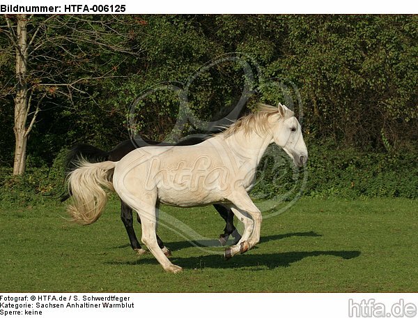 Sachsen Anhaltiner Warmblut / horses / HTFA-006125