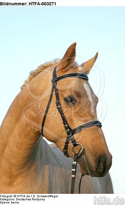Deutscher Reitpony Hengst / pony stallion / HTFA-003271