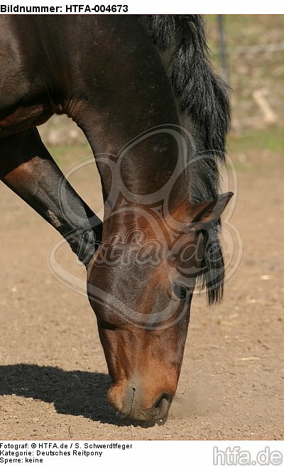 Deutscher Reitpony Hengst / pony stallion / HTFA-004673