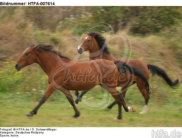 Deutsche Reitponies / ponies / HTFA-007614