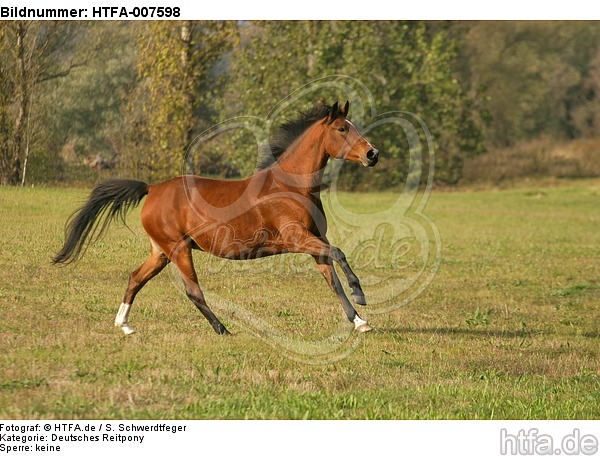 Deutsches Reitpony / pony / HTFA-007598